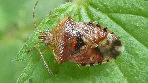 Shieldbug (Gill and John Brook)