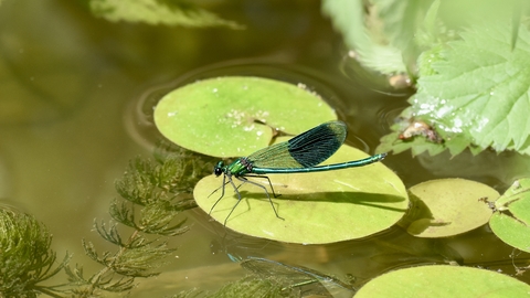 Banded damselfly on frogbit 