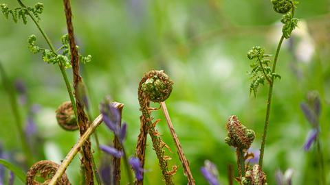 covert wood fern and bluebell