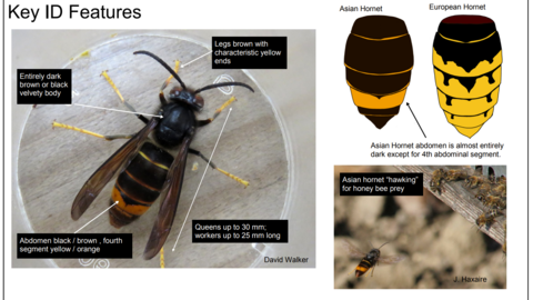 Asian hornet key ID features image from PlanBee