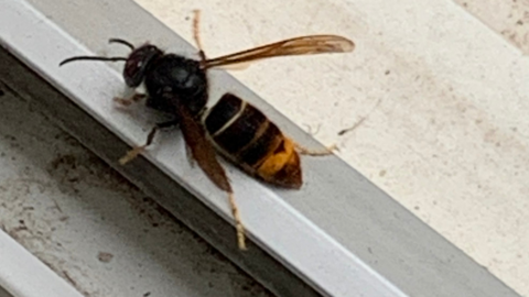 Asian hornet with it's distinctive yellow legs and single orange bank on its abdomen