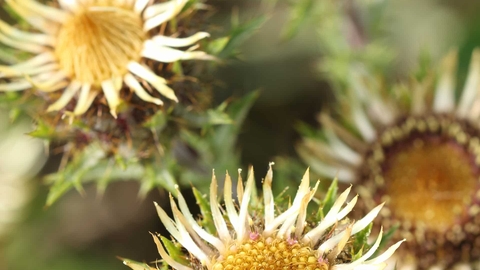 Carline thistle, with its thistle-like centre and white petals.