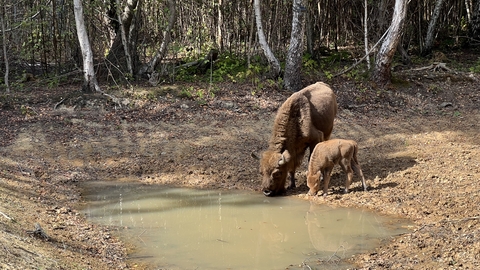 A female bison and calf drinking from a pond
