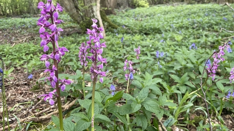 Covert Wood early purple orchid