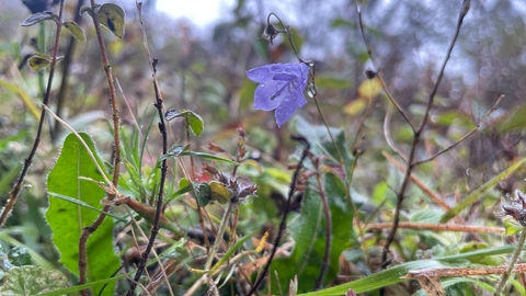Harebell at wouldham common