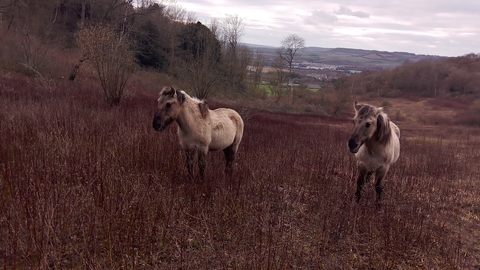 Konik ponies at wouldham common