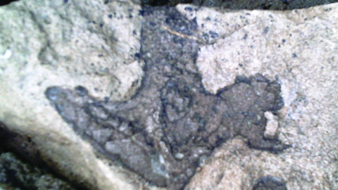Tridactyl dinosaur footprint from Folkestone (Philip Hadland)