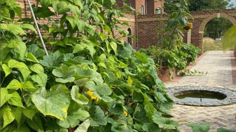 Large leaves of vegetables like beans and courgettes growing at Langdon