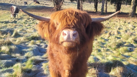 A highland cow looking straight towards the camera, in a frosty field