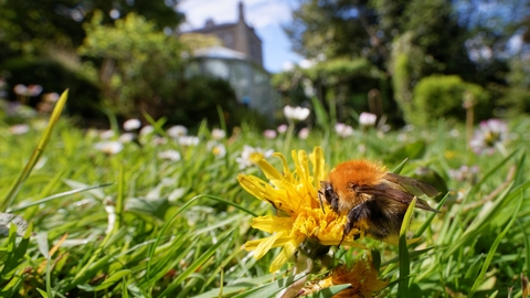 A carder bee sat on a dandelion in garden grass