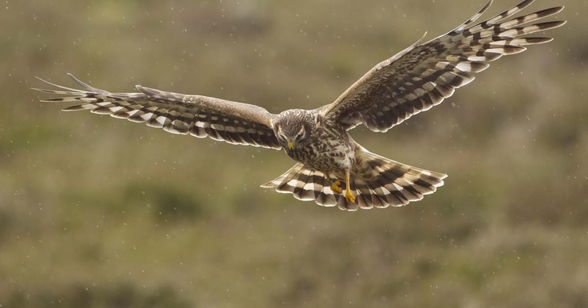 Birds of Prey Identification
