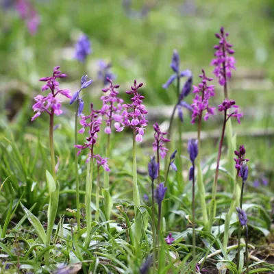 Early purple orchids in a cluster.