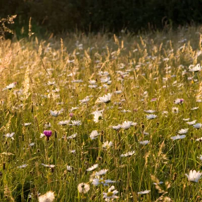 Oxeye daisy meadow