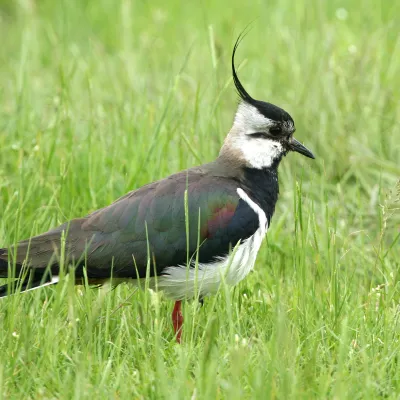 Lapwing