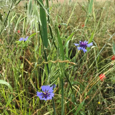 A close up of mixed wildflowers growing at Polhill reserve