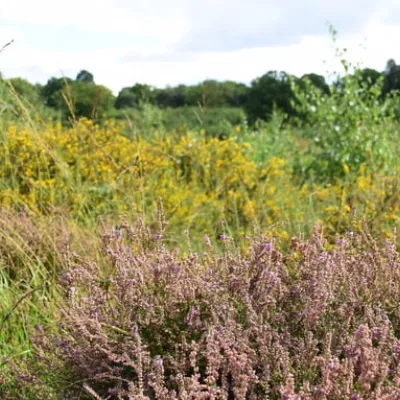 Dwarf gorse Hothfield Heathland