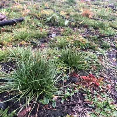 Heath restoration at Hothfield Heathland shows young rushes growing from the open spaces.