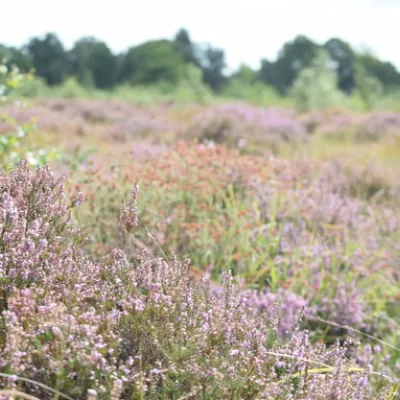 Heather in bloom