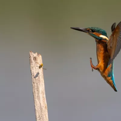 Bird category winner - Corinne Pardey, 'Sting Operation'