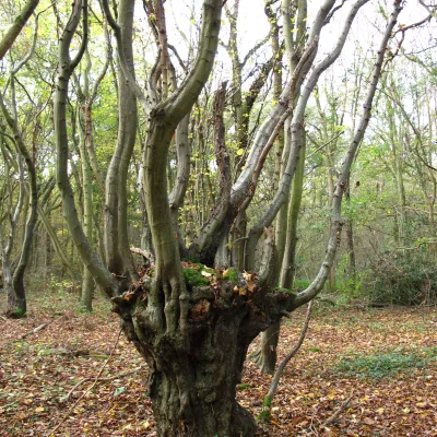 Ancient Hornbeam pollard.