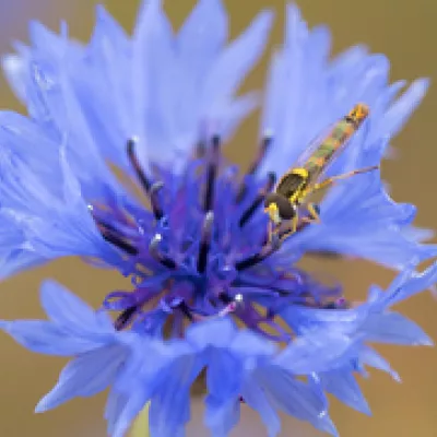 Long hoverfly on cornflower