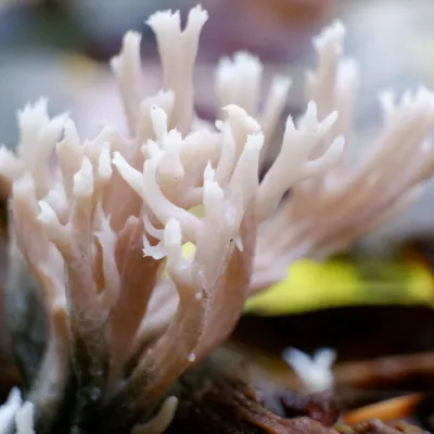 Clavulina cristata, the white coral fungus jetting out of the leaf-litter.