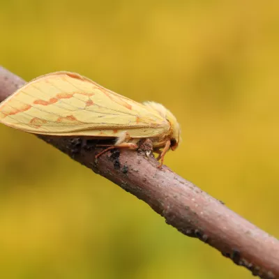 A female ghost moth, with pinkish markings on her yellow wings, rests on a twig