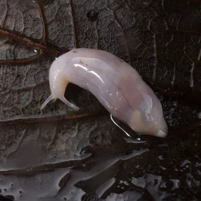 A ghost slug, so pale it almost appears translucent, sliming its way across a dark brown leaf.