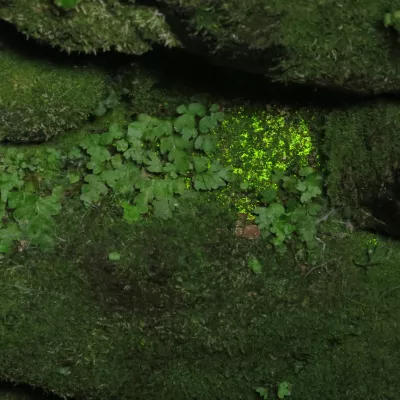 A patch of goblin's gold, a luminous green moss, growing on a stone wall.