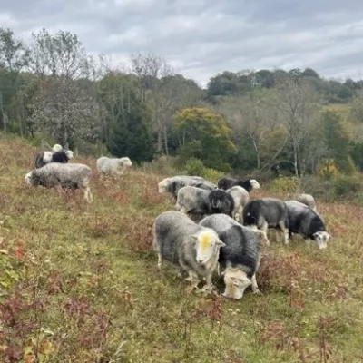 Signs of herdwicks climbing the fences to access scrub rather than the grass in their field