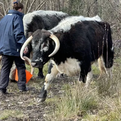 Alison Ruyter with cattle.