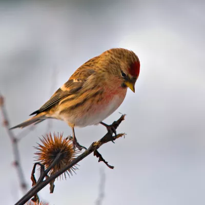 Lesser Redpoll