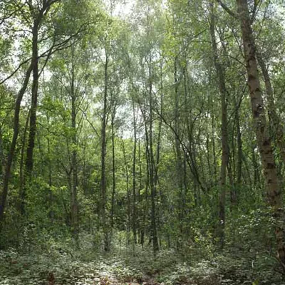 Lodge Hill woodland