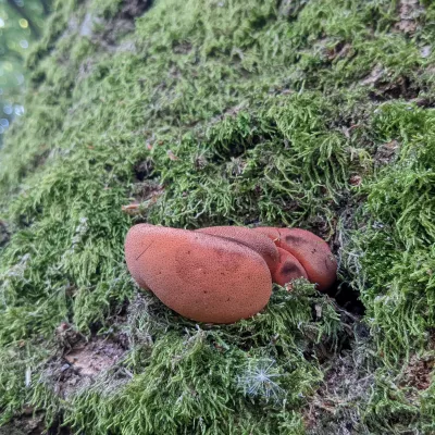 Beefsteak fungus (Fistulina hepatica) nestled into the mossy cover of a standing tree.