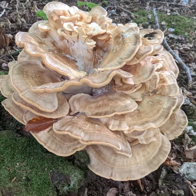 Meripilus giganteus or the large polypore grows on stumps or the base of trees.