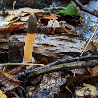 Mutinus caninus or dog stinkhorn mushroom with a very phallic shape erupts from an egg sac and doesn't last long!