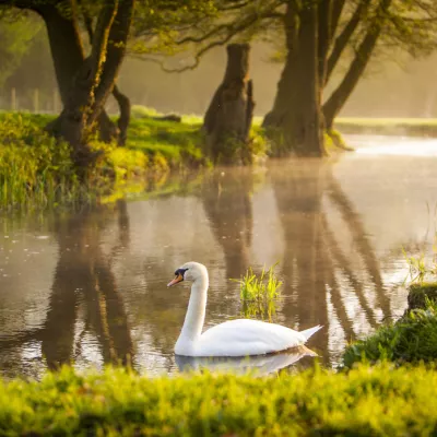 Swan in River Darenth at Castle Farm