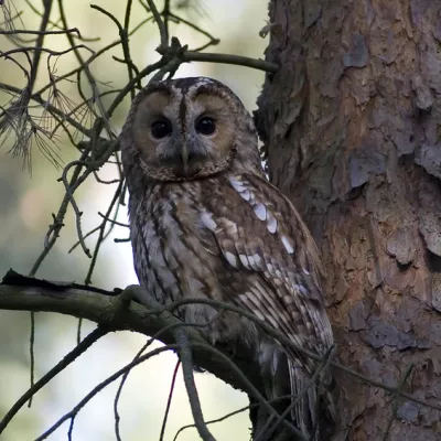 A tawny owl.