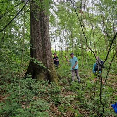 On one of our recent task days, we set out to look for potential ancient or veteran trees on our site Bitchet Common, after we had a useful veteran tree training course from tree expert, Neil Coombs. Measuring the girth of a tree trunk help us gauge age.