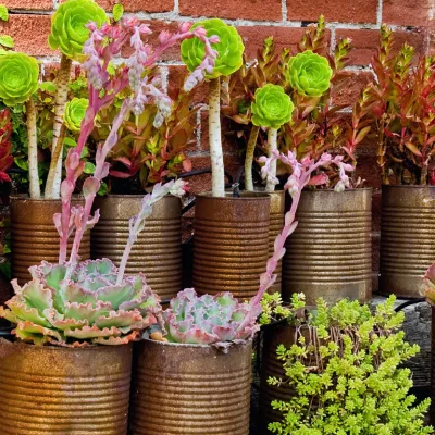 Plants potted into old tin cans