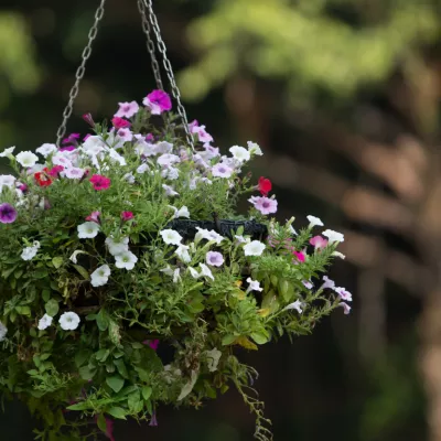 Petunias in a hanging basket