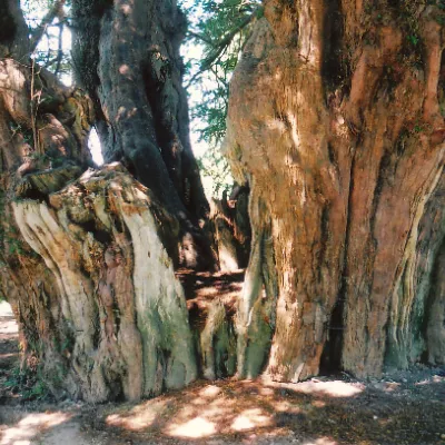 A gnarled, ancient yew tree.