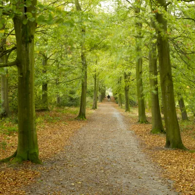 An avenue of beech trees