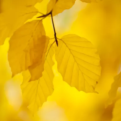 Beech leaves in autumn