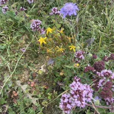 Colourful flowers crowding into a rootle