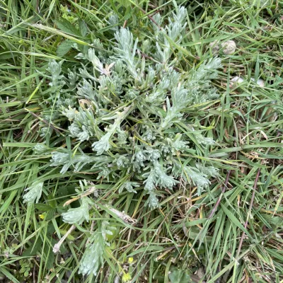 Cudweed