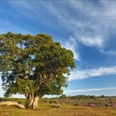 English oak tree in landscape.