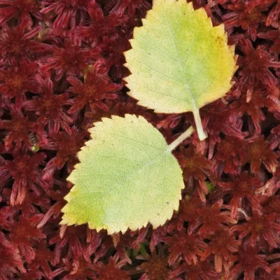 Fallen silver birch leaves on sphagnum moss.