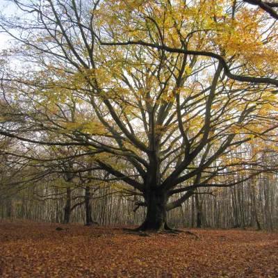 Grandfather Beech Tree at Denstead Wood.