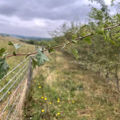 Ungrazed hawthorn showing no thorns